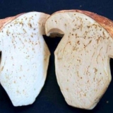 Postoje crvi u vrganjima i kako ih izvaditi